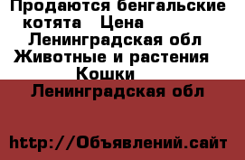 Продаются бенгальские котята › Цена ­ 10 000 - Ленинградская обл. Животные и растения » Кошки   . Ленинградская обл.